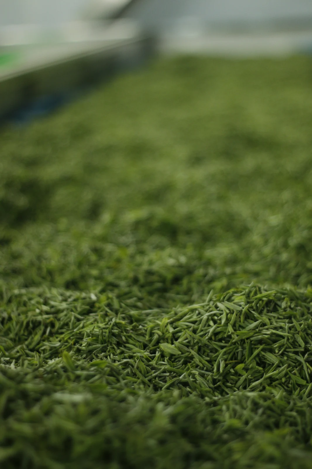 Pile of dried green tea leaves